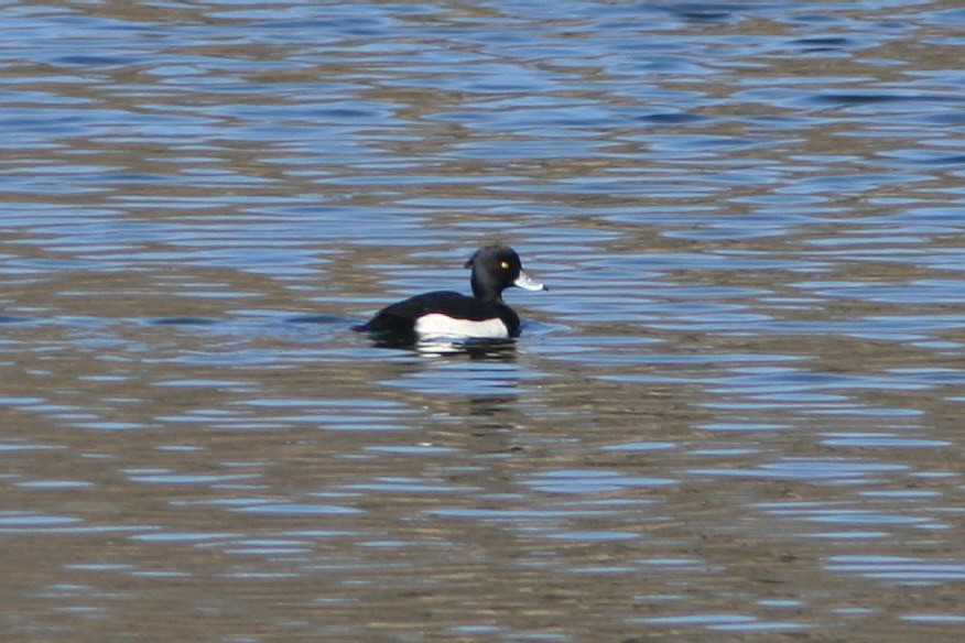 Tufted Duck - ML60577151