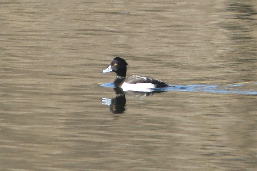 Tufted Duck - ML60577161