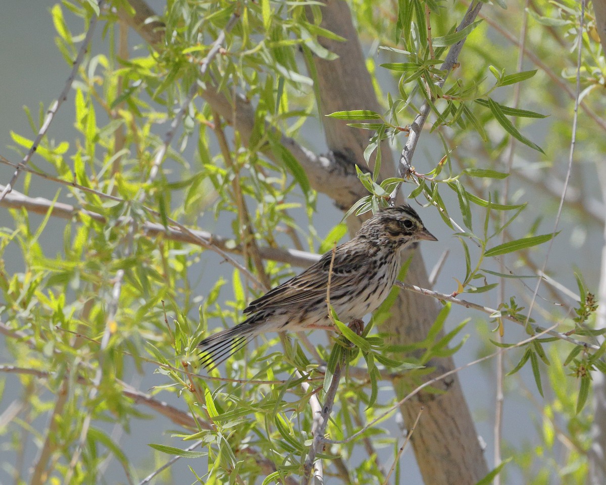 Savannah Sparrow - ML605772651