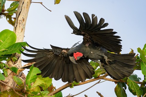 Palm Cockatoo - eBird