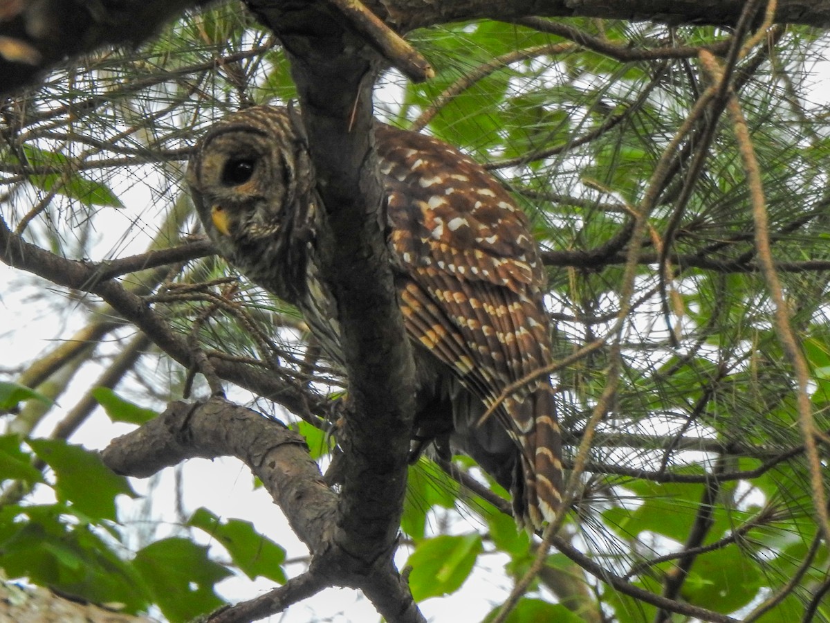 Barred Owl - ML605776481