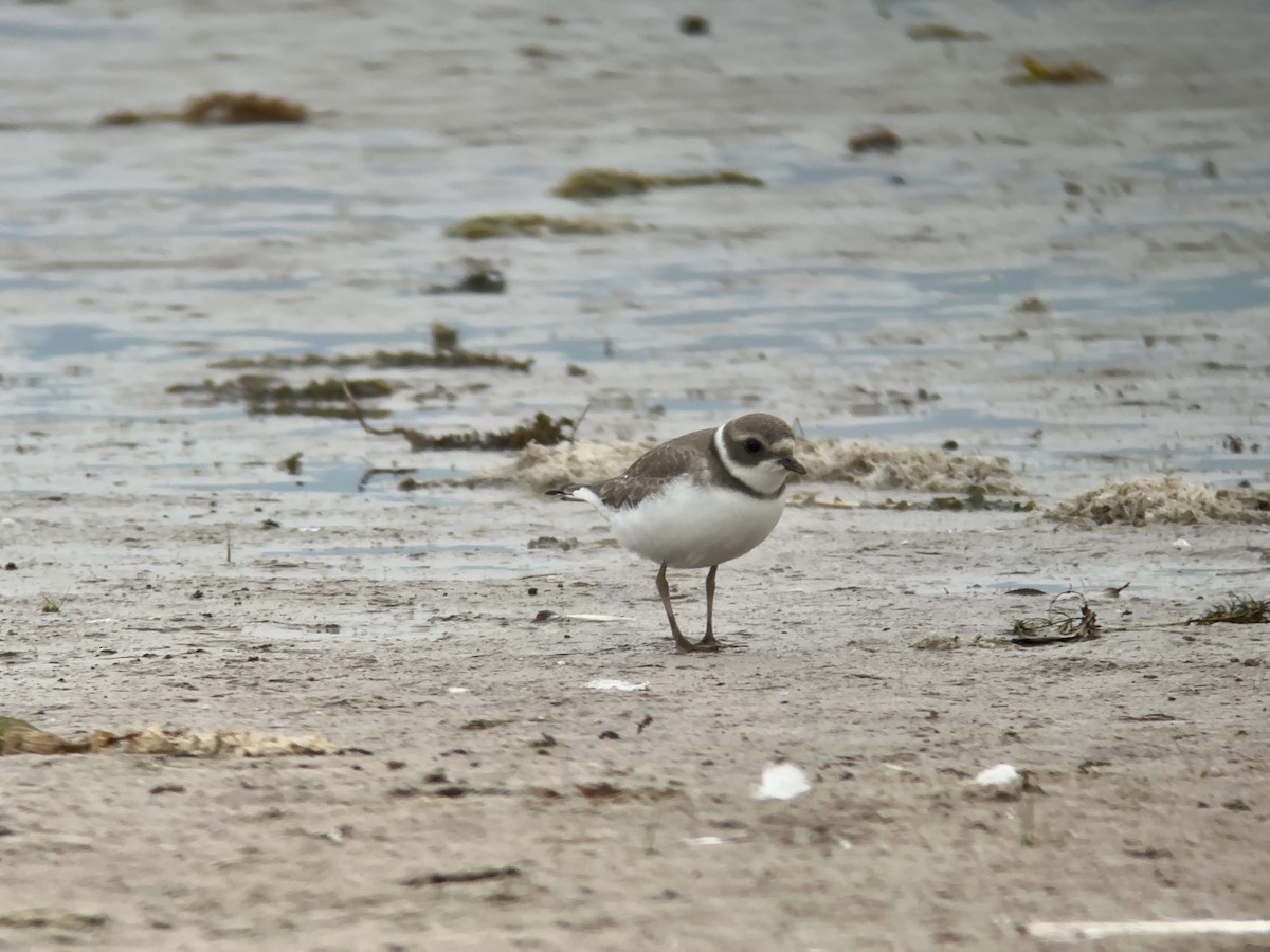 Semipalmated Plover - ML605776511