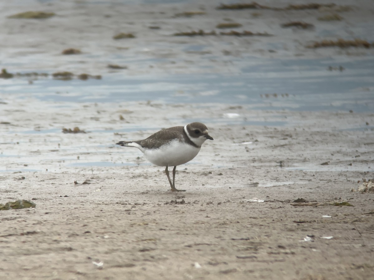 Semipalmated Plover - ML605776521