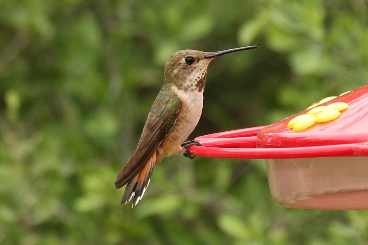 Rufous Hummingbird - ML605782211