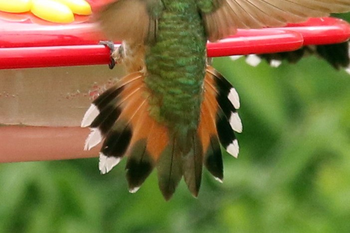 Rufous Hummingbird - ML605782471