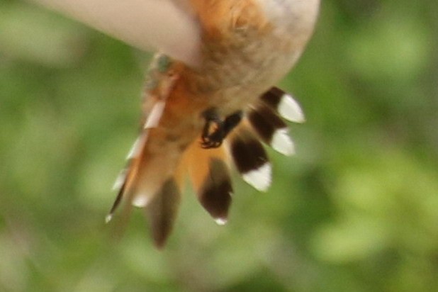 Rufous Hummingbird - ML605782591