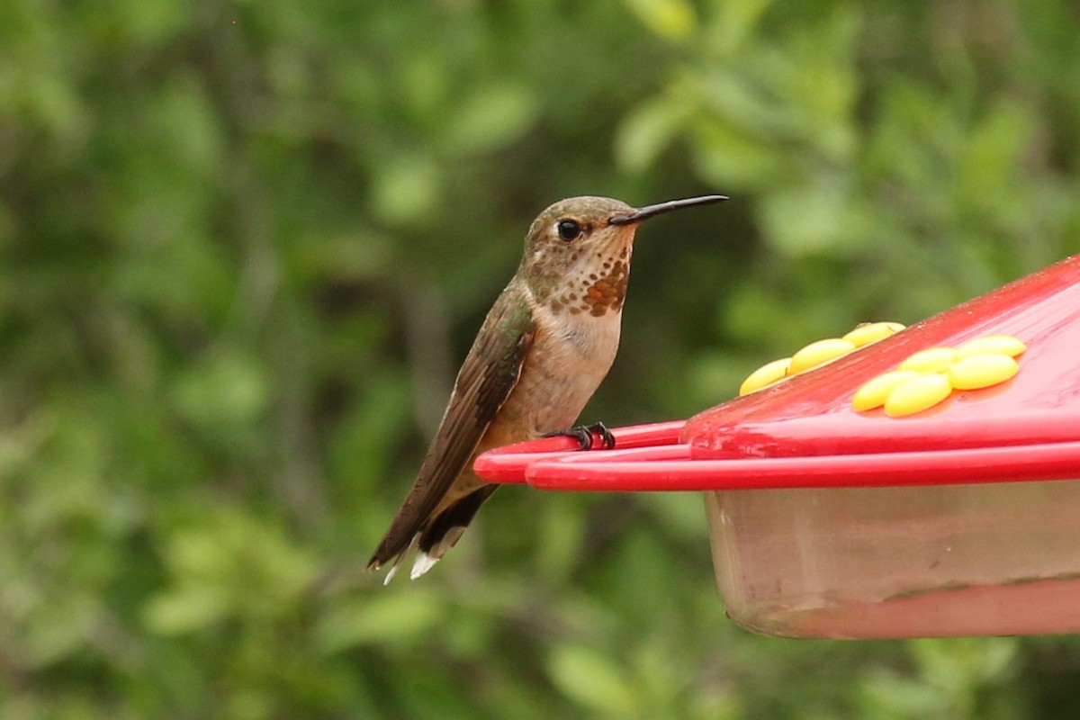 Rufous Hummingbird - ML605782781