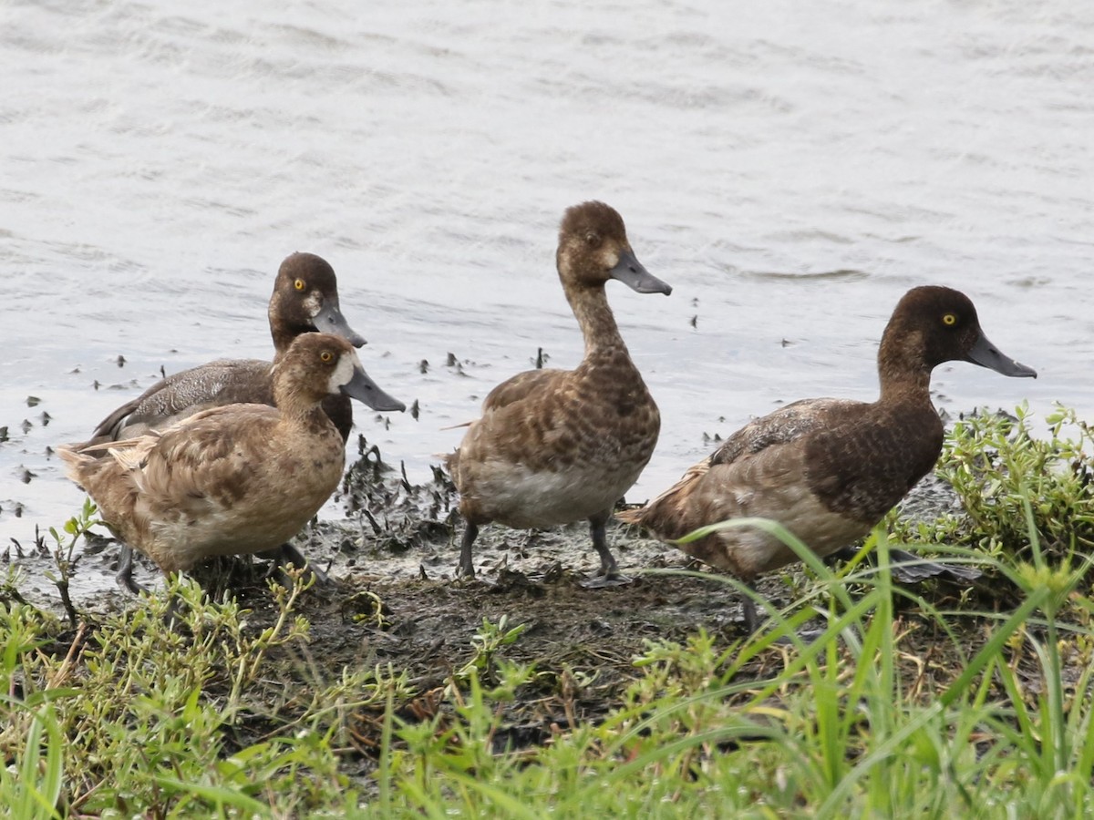 Greater/Lesser Scaup - ML605784531