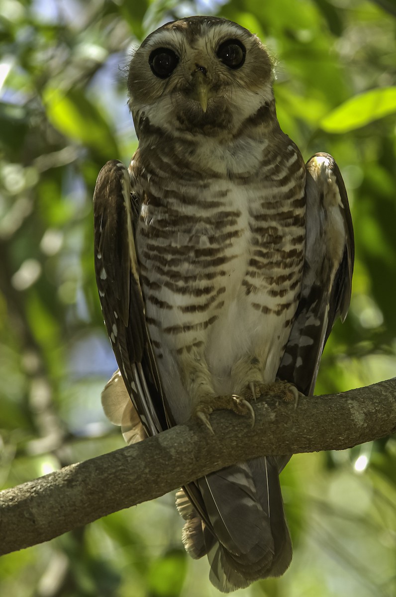 White-browed Owl - David Bishop