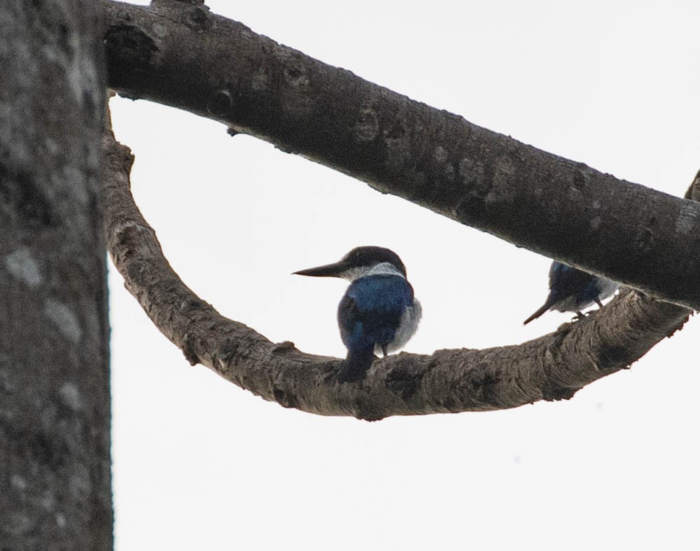 Collared Kingfisher - Lindy Fung