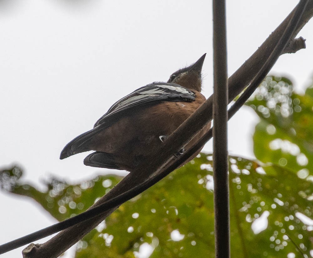 Rufous-bellied Triller - Lindy Fung
