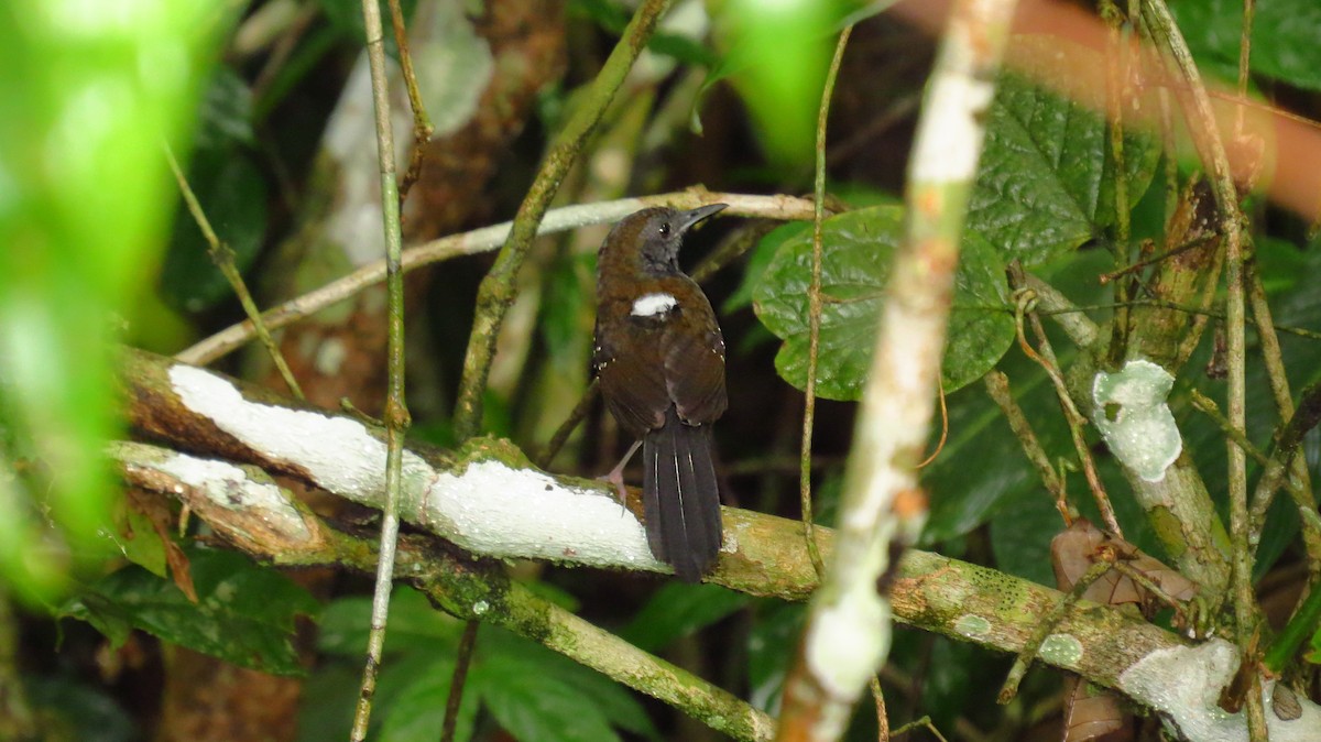 Black-throated Antbird - ML60578931