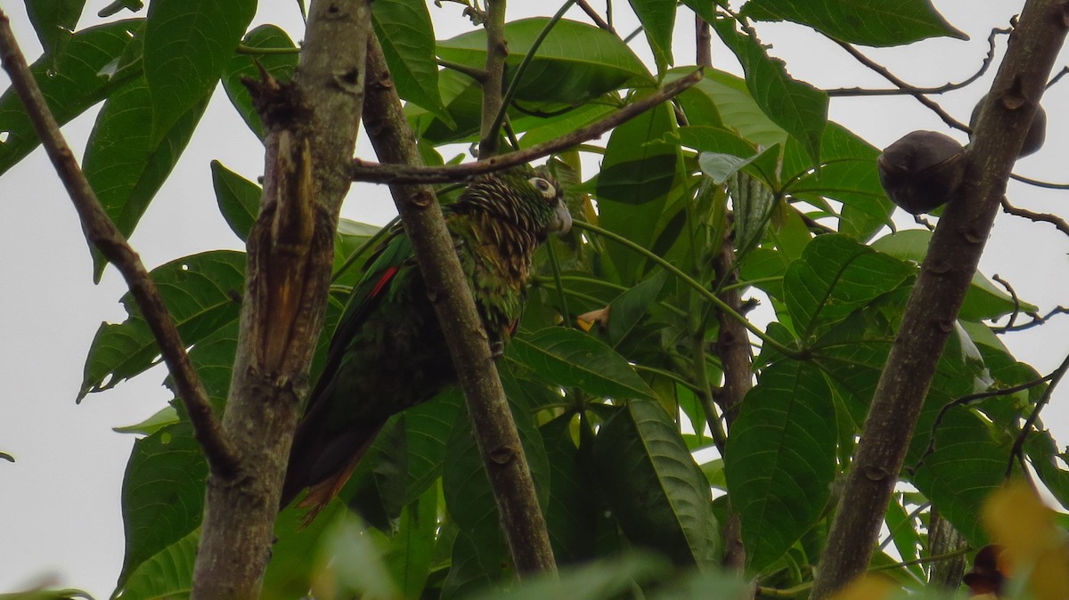 Maroon-tailed Parakeet - ML60578971