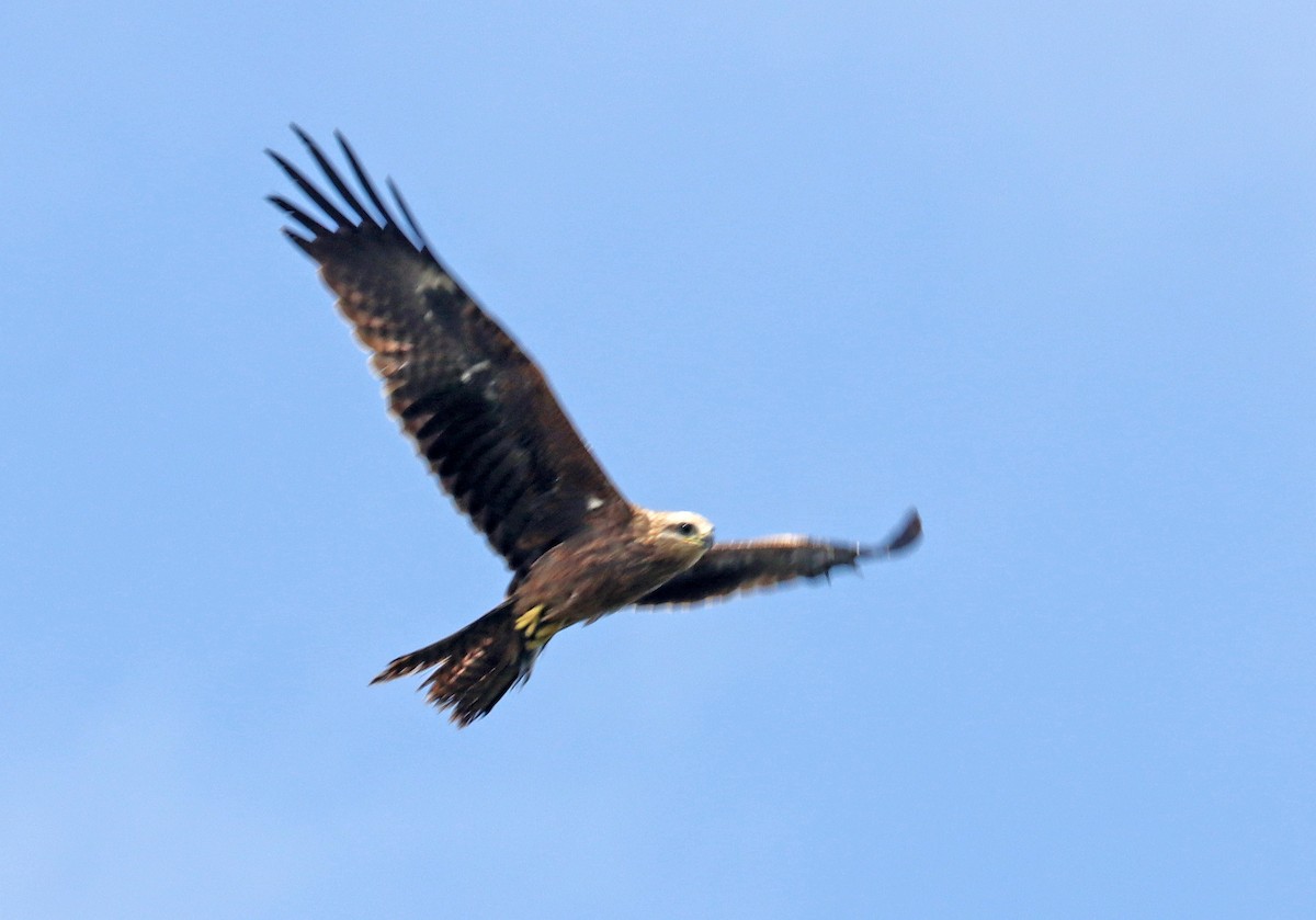 Spotted Harrier - ML605789811
