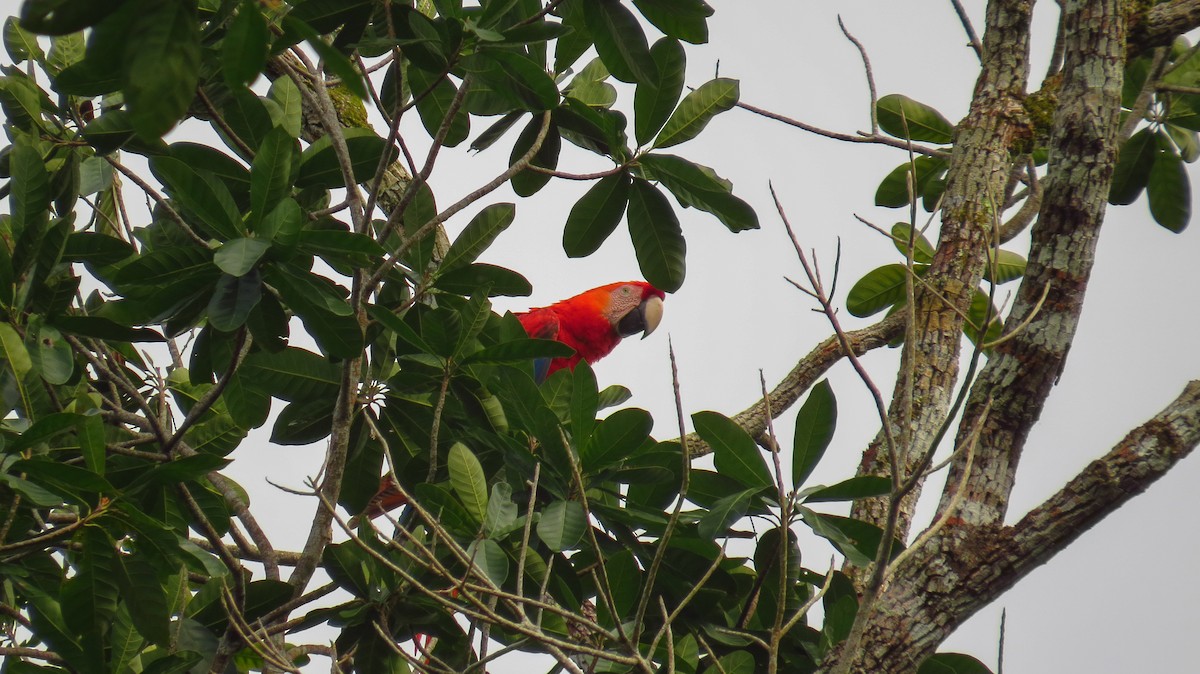 Scarlet Macaw - ML60579101