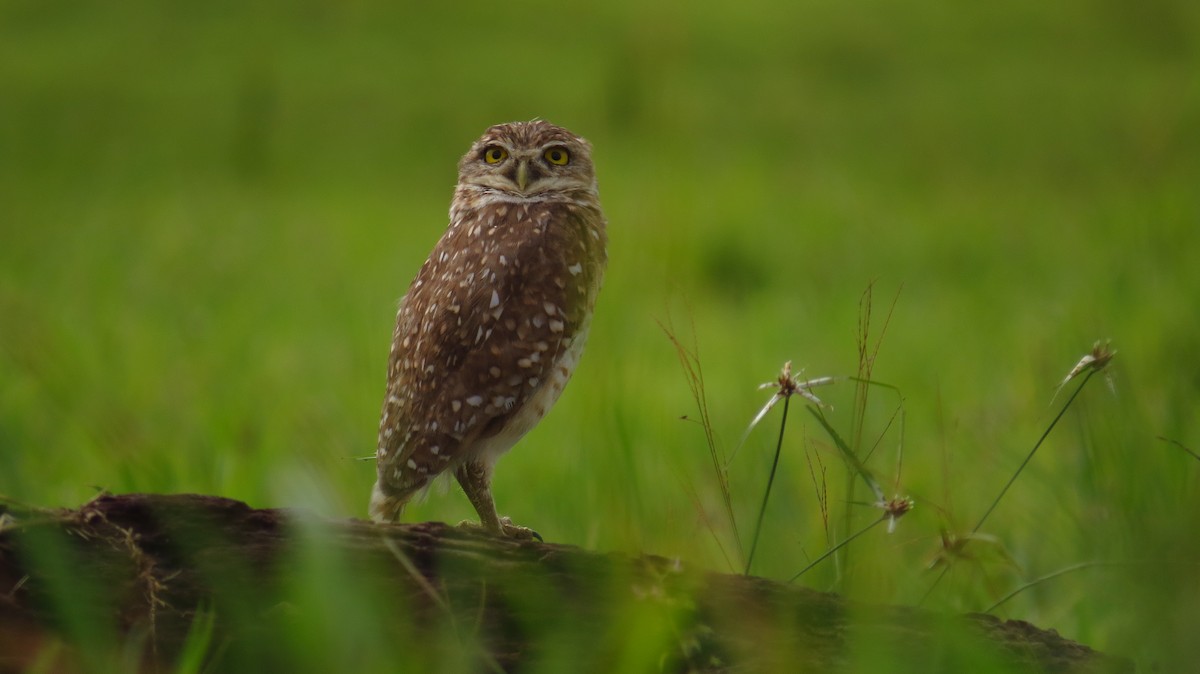 Burrowing Owl - ML60579161