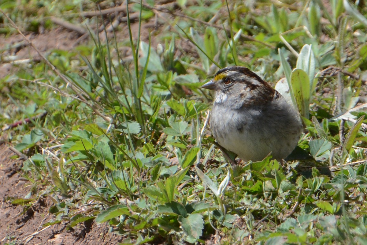 White-throated Sparrow - ML60579221
