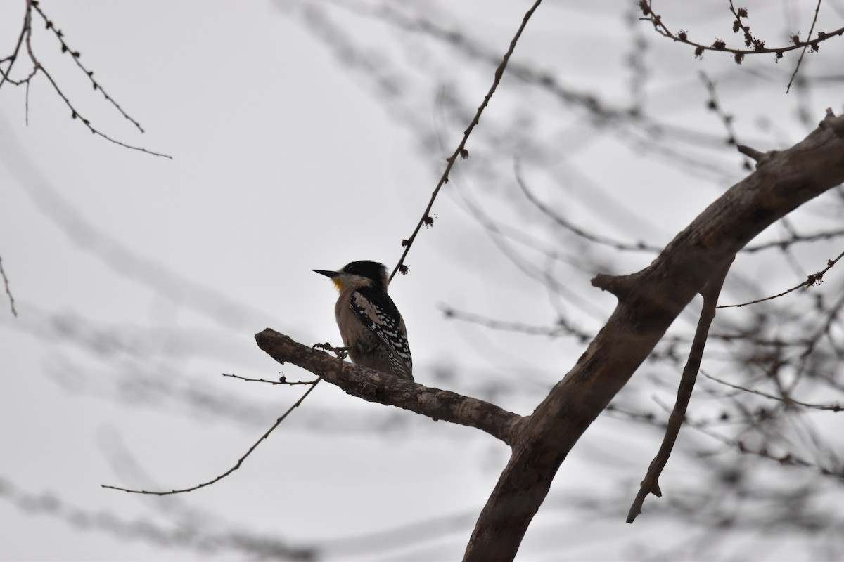 White-fronted Woodpecker - ML605792221