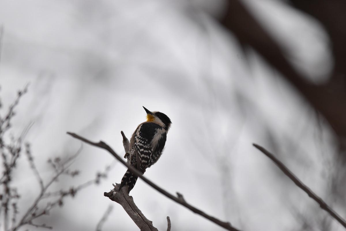 White-fronted Woodpecker - ML605792241
