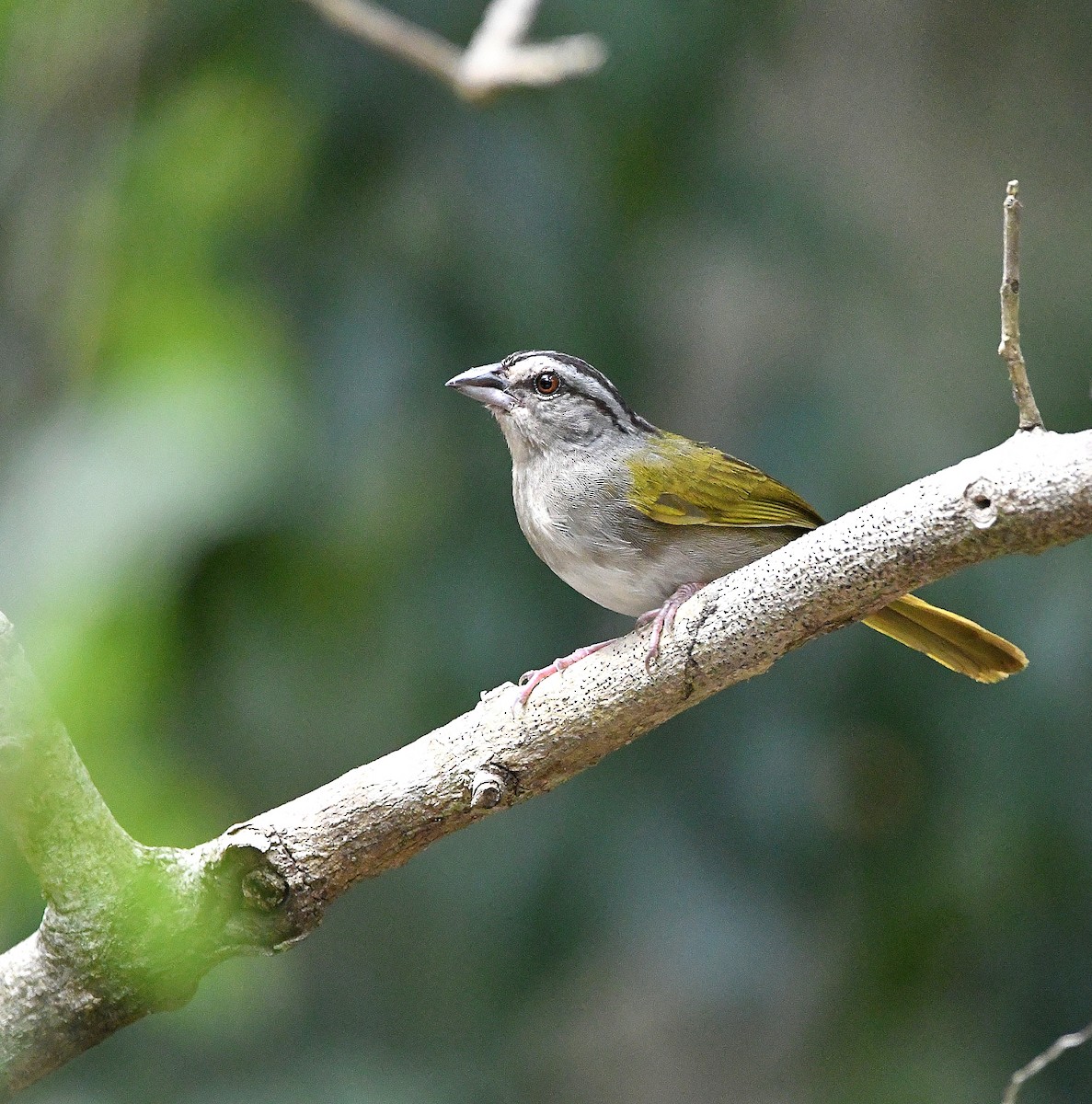 Green-backed Sparrow - Ari Weiss