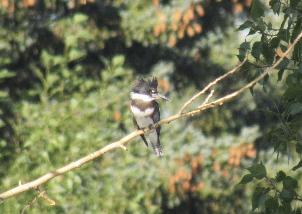 Belted Kingfisher - ML605799991
