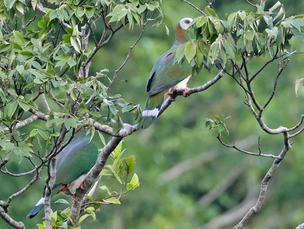 White-bellied Imperial-Pigeon - ML605800191