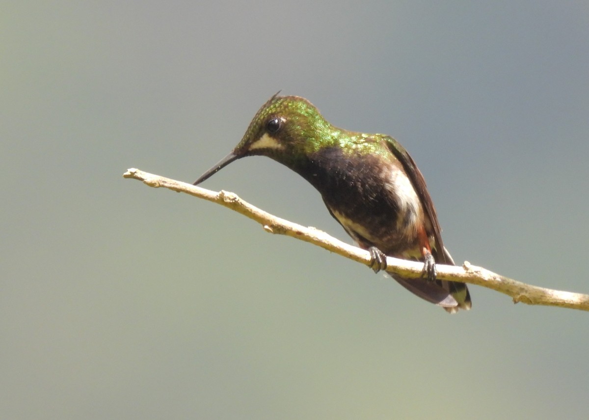Wire-crested Thorntail - ML605803031