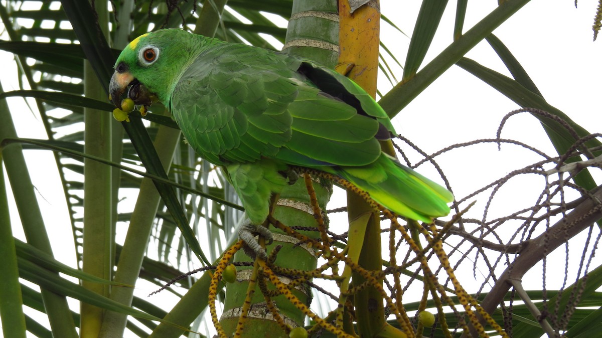 Yellow-crowned Parrot - Jorge Muñoz García   CAQUETA BIRDING