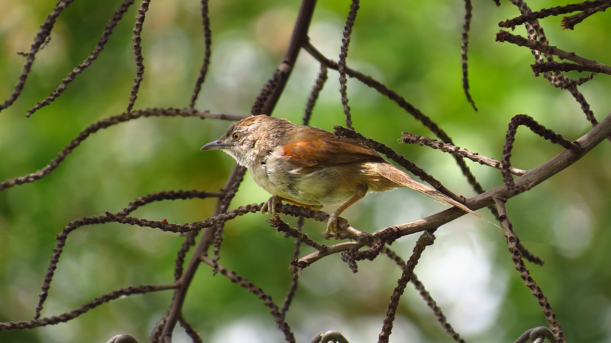 Pale-breasted Spinetail - ML60580851