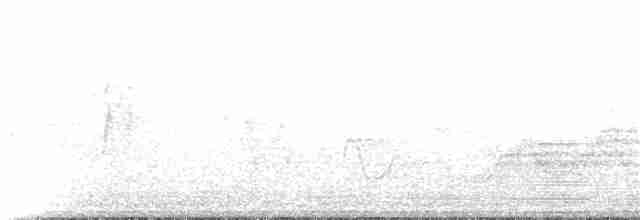Дрізд-короткодзьоб плямистоволий - ML60580981