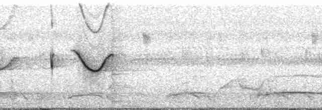 Spot-tailed Nightjar - ML60581