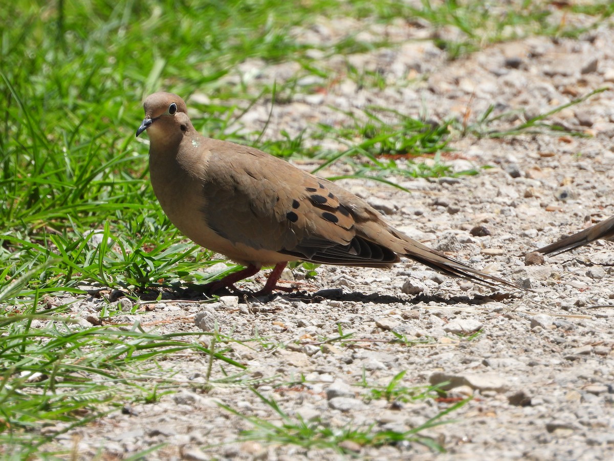 Mourning Dove - Becky Amedee