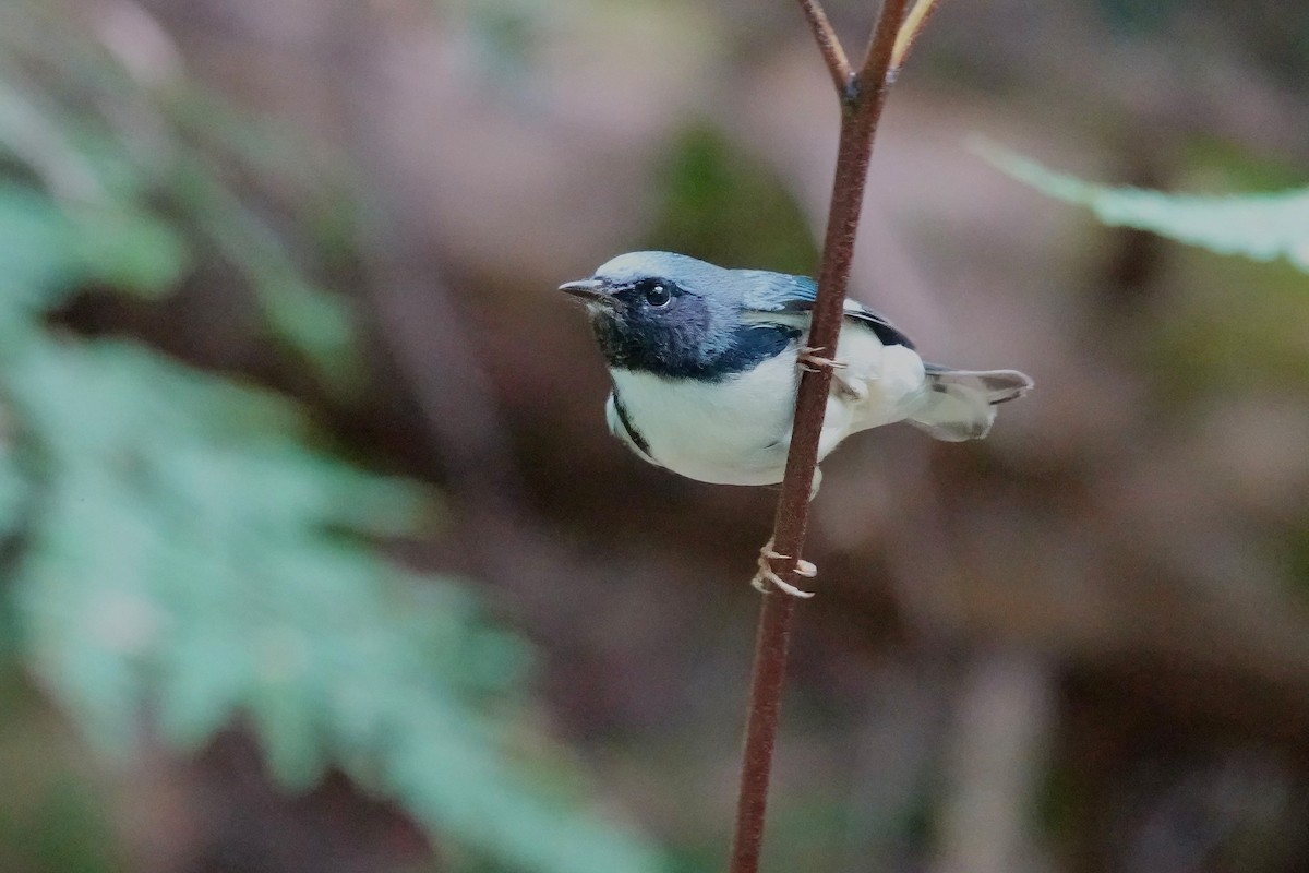 Black-throated Blue Warbler - Carol Speck