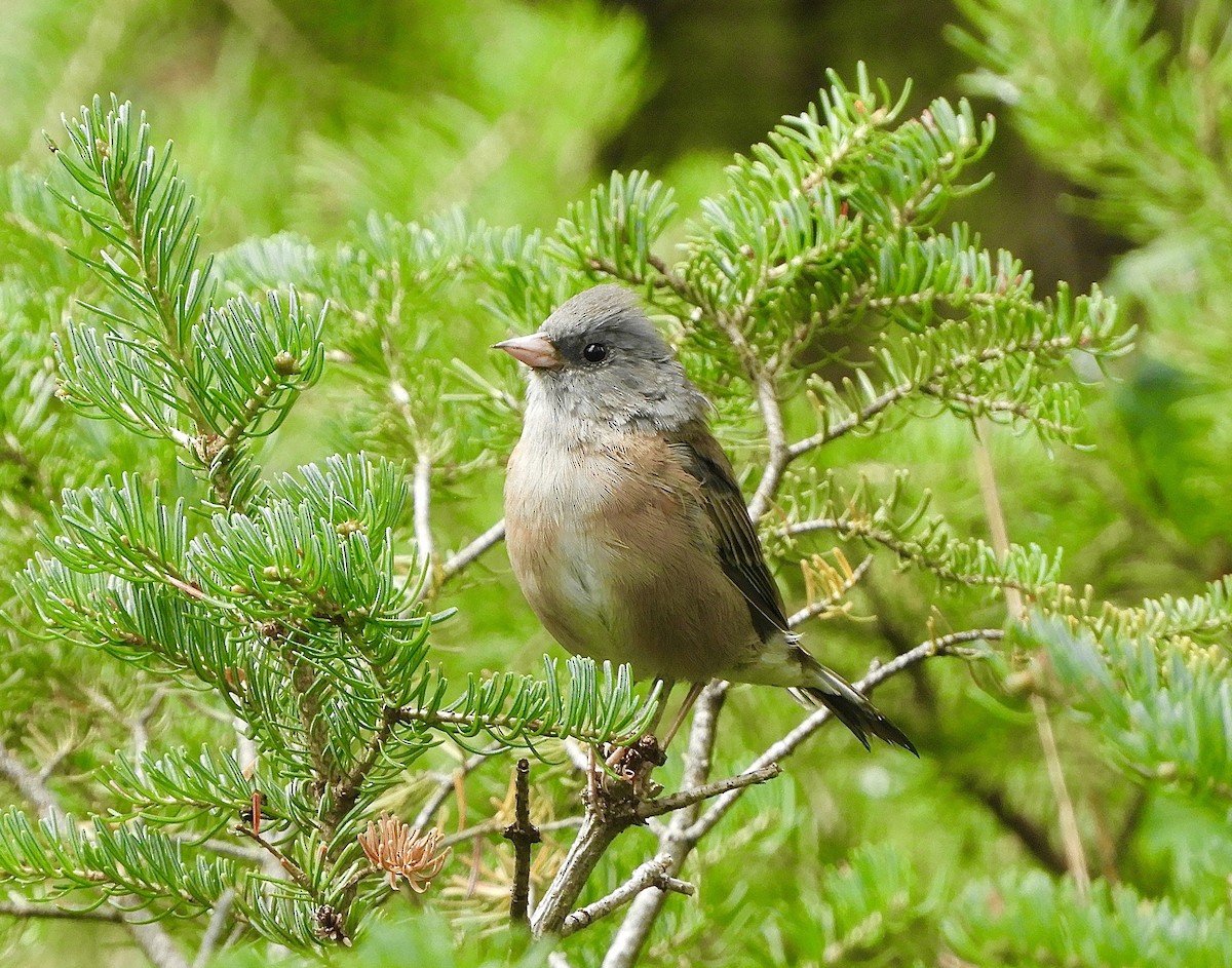 Dark-eyed Junco (Pink-sided) - ML605816211