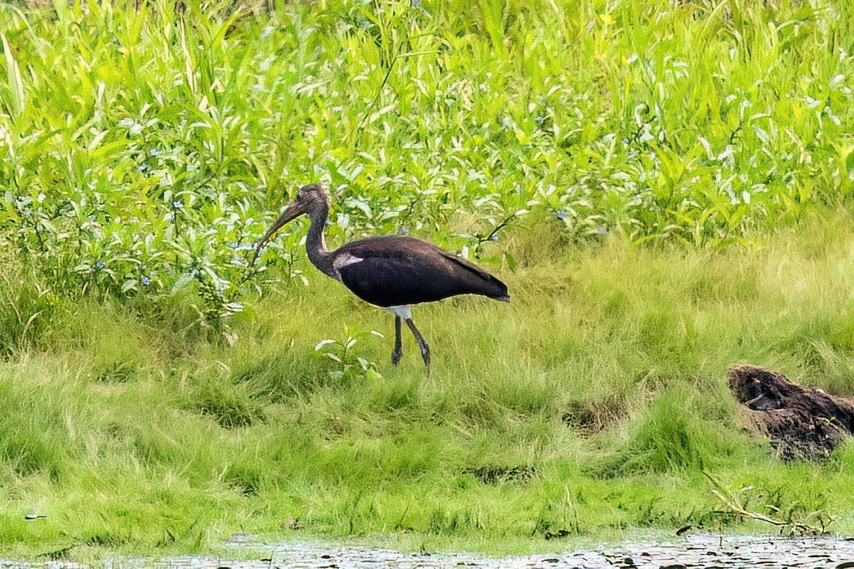 eBird Checklist 21 Aug 2023 160 Lee Road, Opelika, Alabama, US (32.