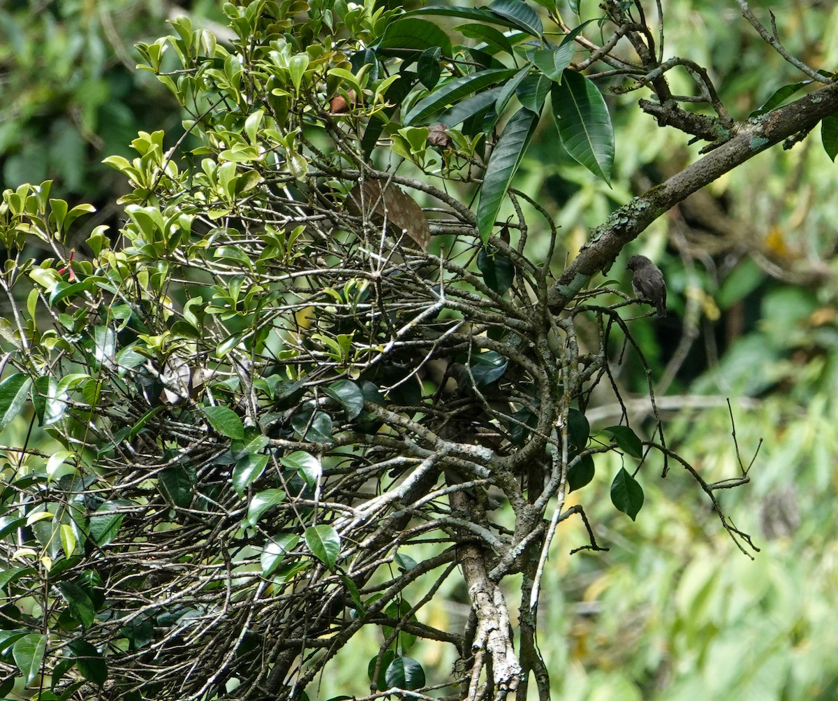 Sulawesi Brown Flycatcher - Rosemary Lloyd
