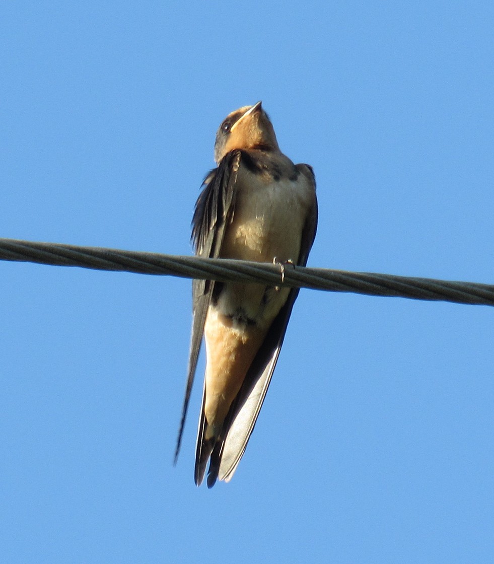 Barn Swallow (American) - ML605819521
