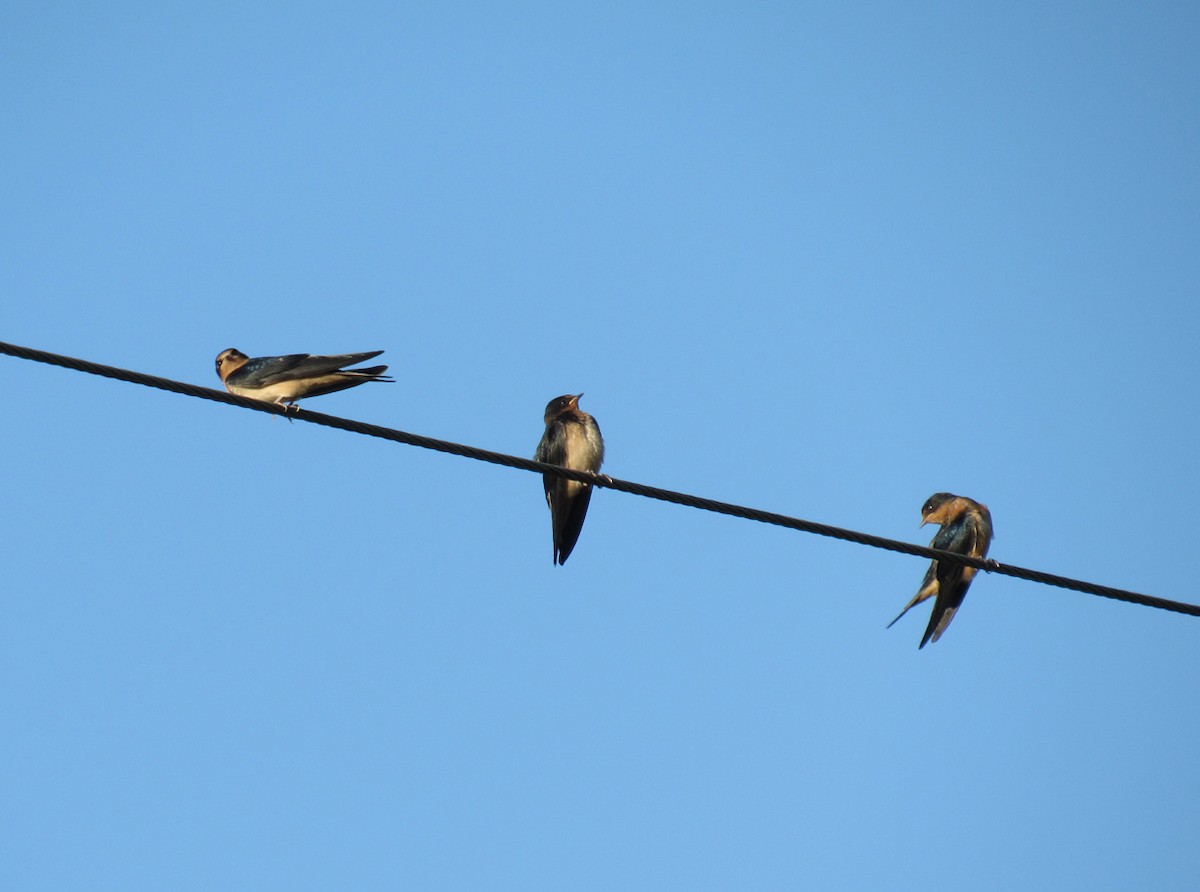 Barn Swallow (American) - ML605819941