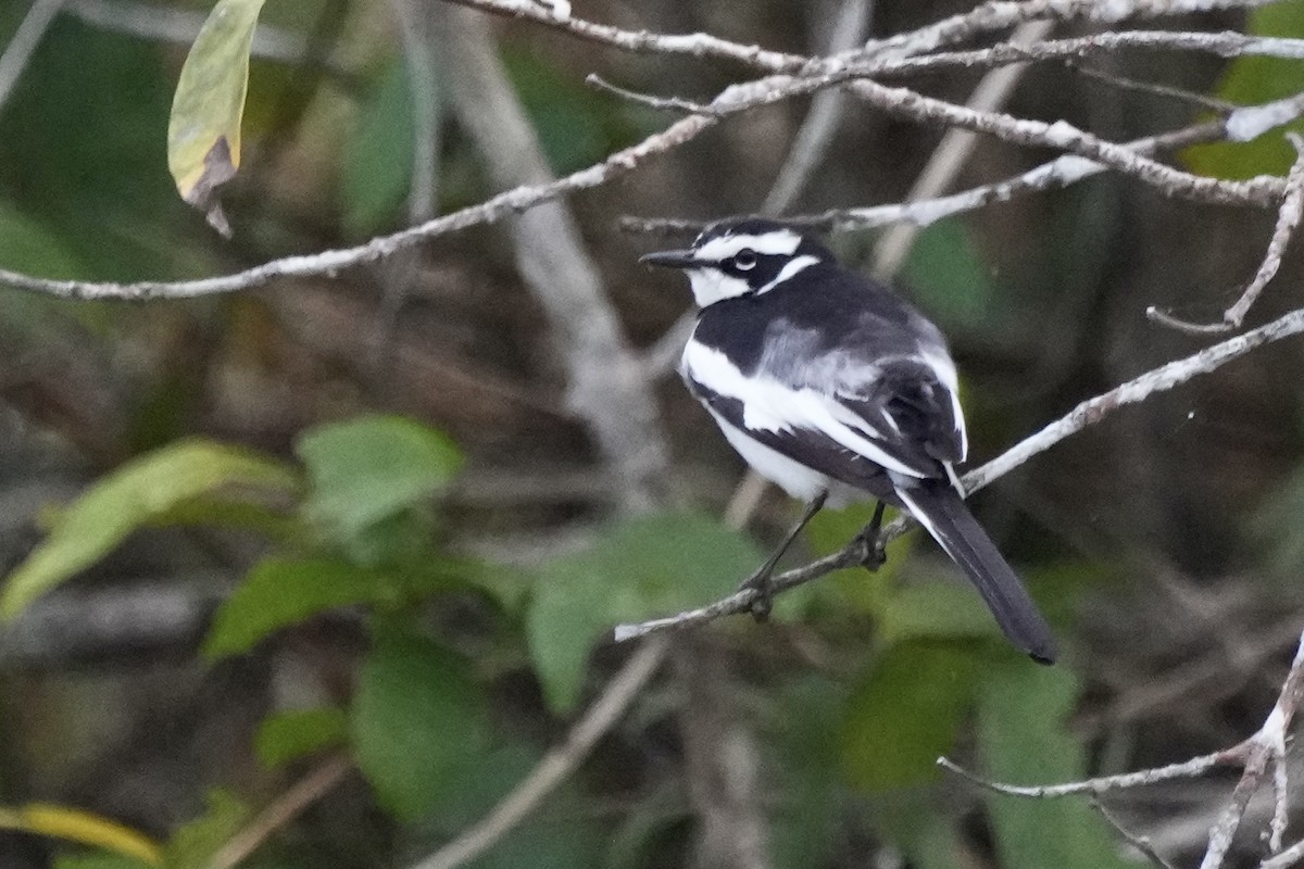 African Pied Wagtail - ML605822261