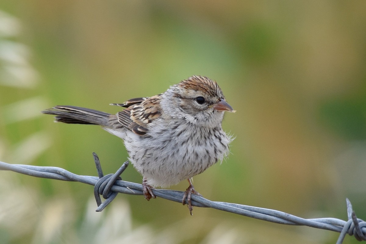 Chipping Sparrow - ML60582301