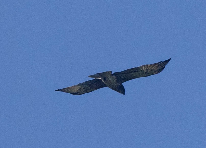 Новогвинейский орёл-карлик - ML605823811