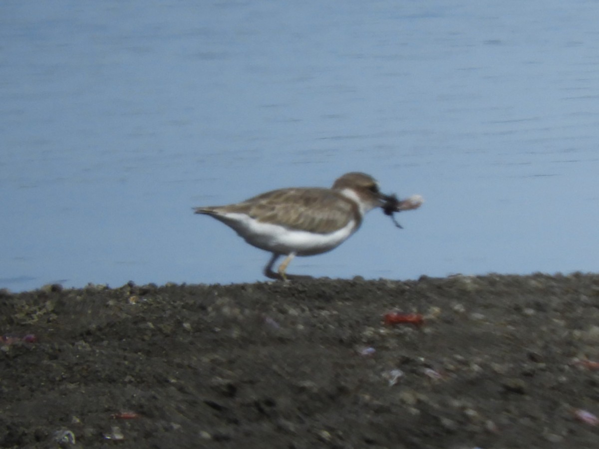 Collared Plover - ML605828911
