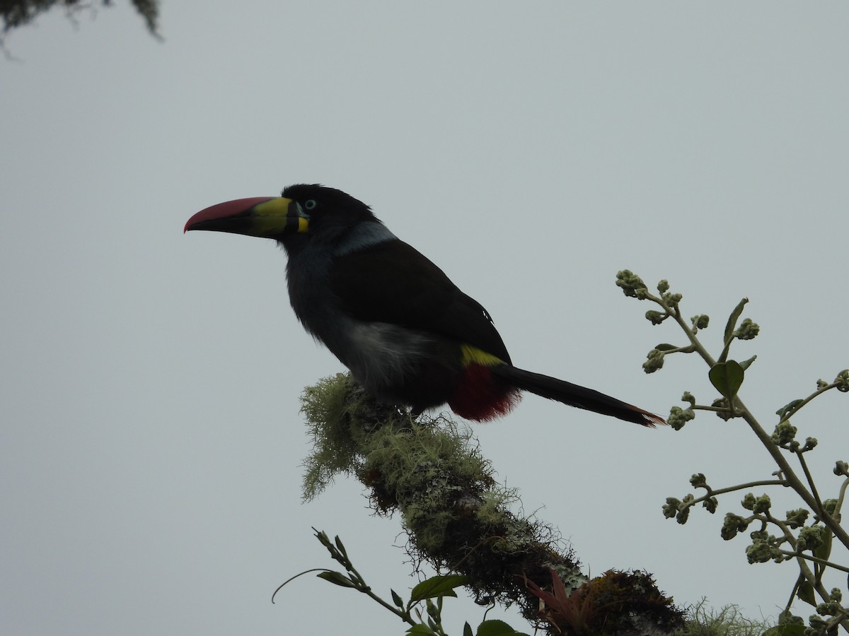 Gray-breasted Mountain-Toucan - ML605835981