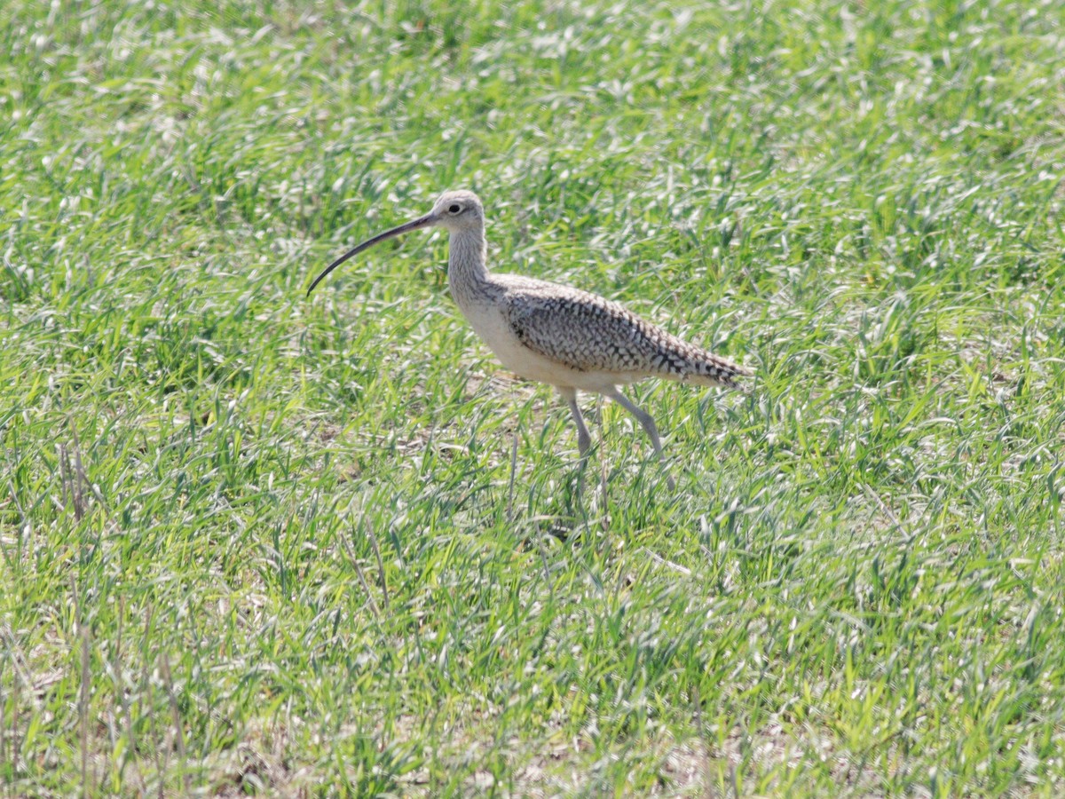 Long-billed Curlew - ML60584121
