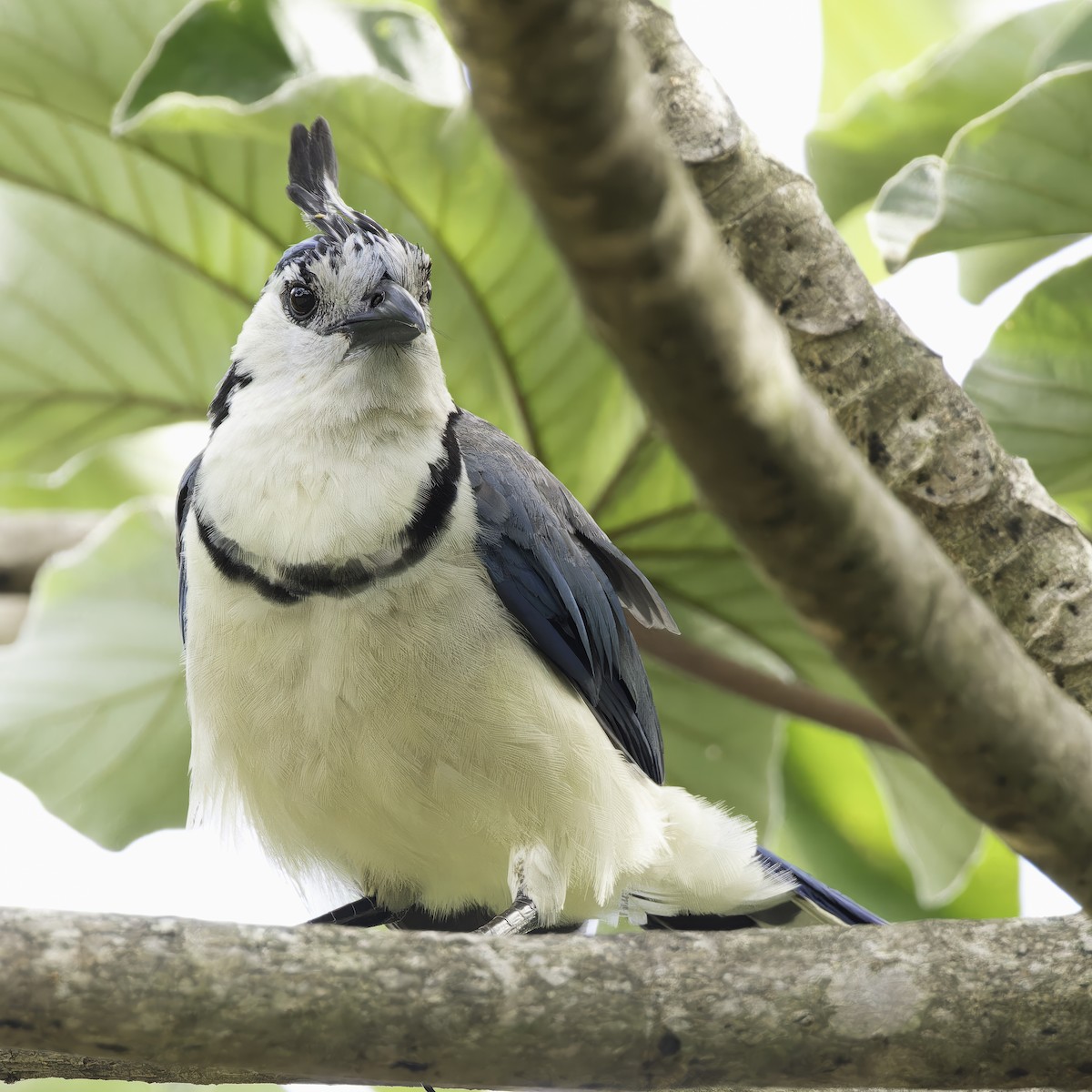White-throated Magpie-Jay - ML605843411