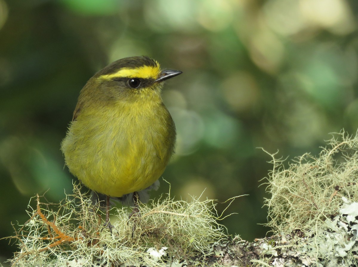 Yellow-bellied Chat-Tyrant - Iván Lau