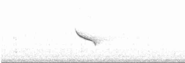 Белокрылая вдовка - ML605849431