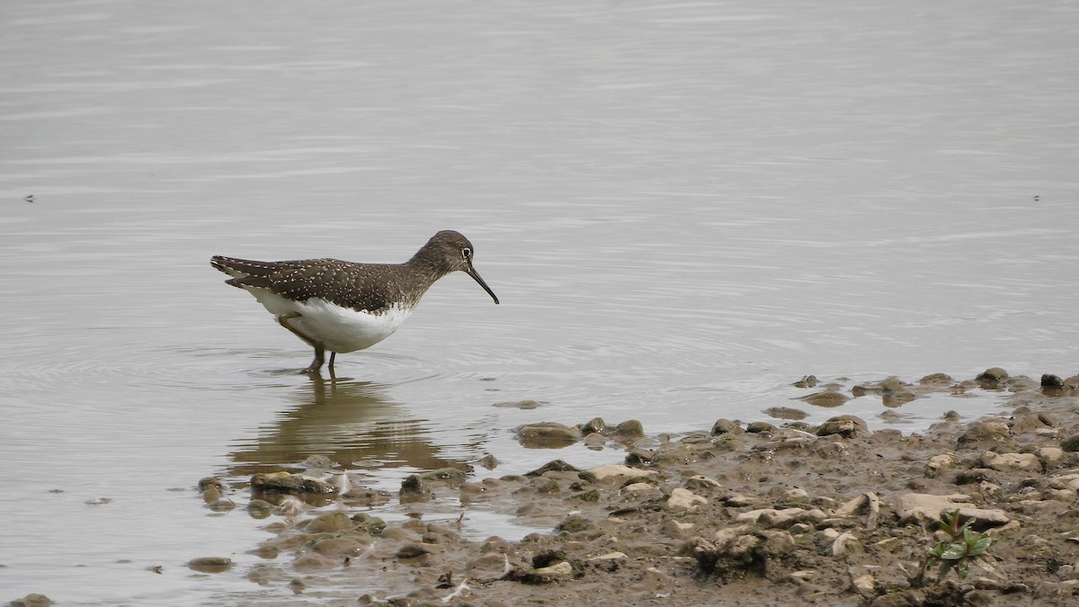 Green Sandpiper - Andy  Woodward