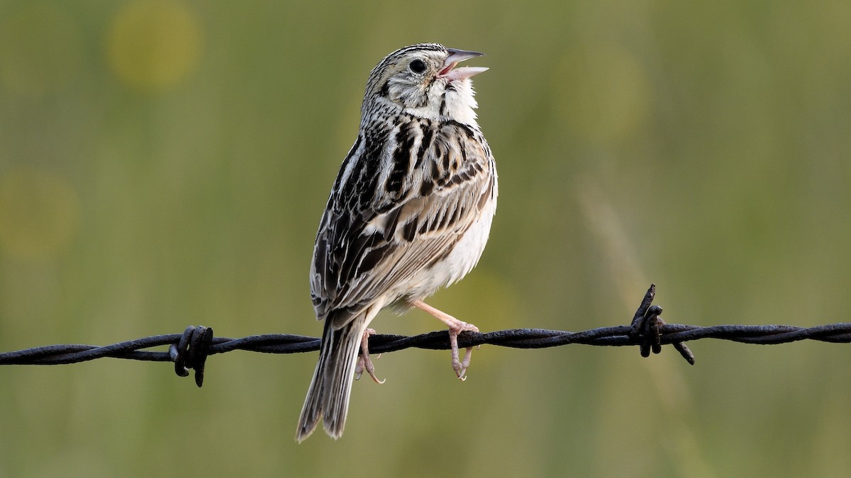 Baird's Sparrow - ML605852271