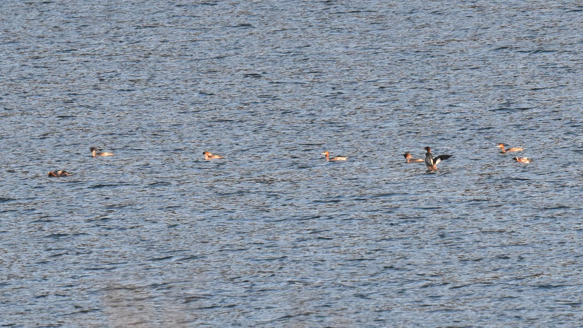 eBird Checklist - 21 Aug 2023 - Bouquet Reservoir - 14 species (+1 ...